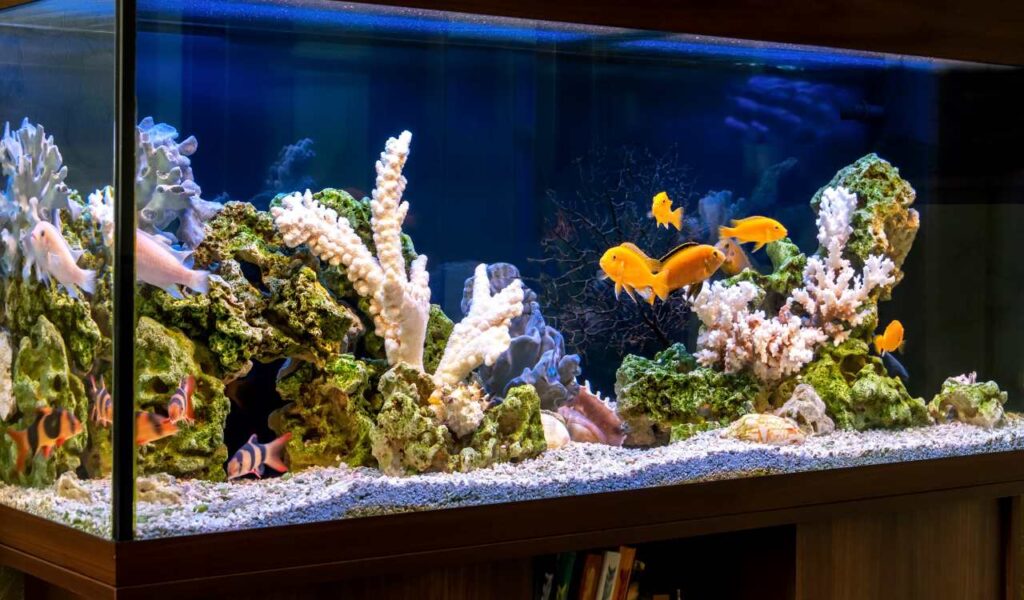 Aquarium Setup at Home in Kolkata