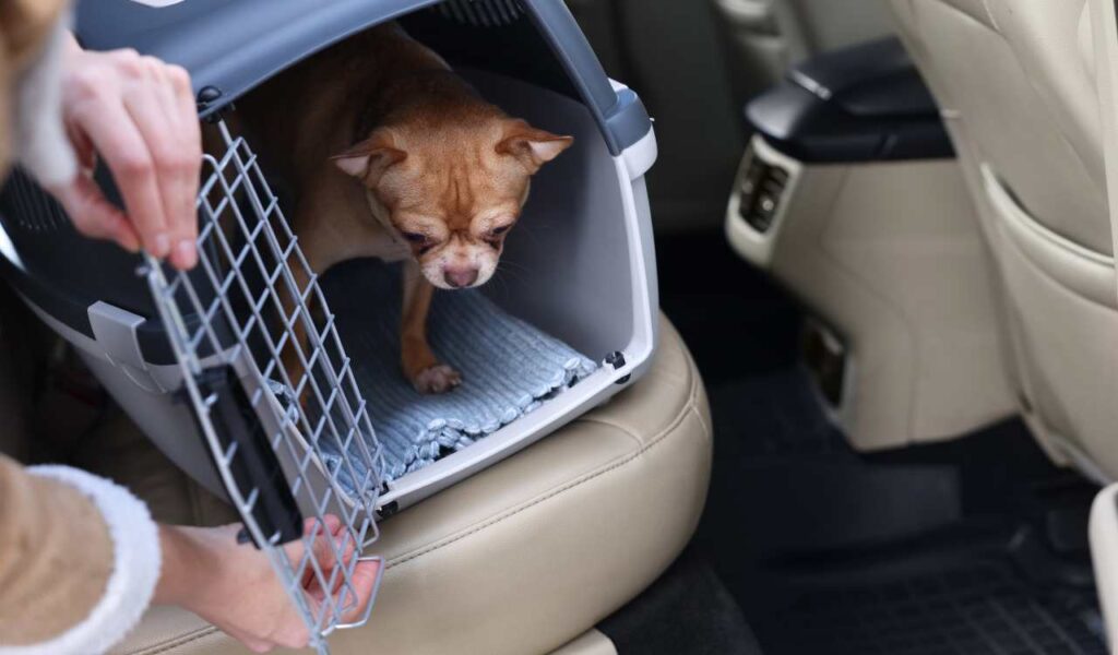 Pet Transport Services in Kolkata Pet Neverland