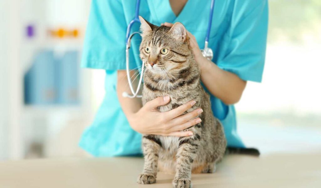 Pet Clinics