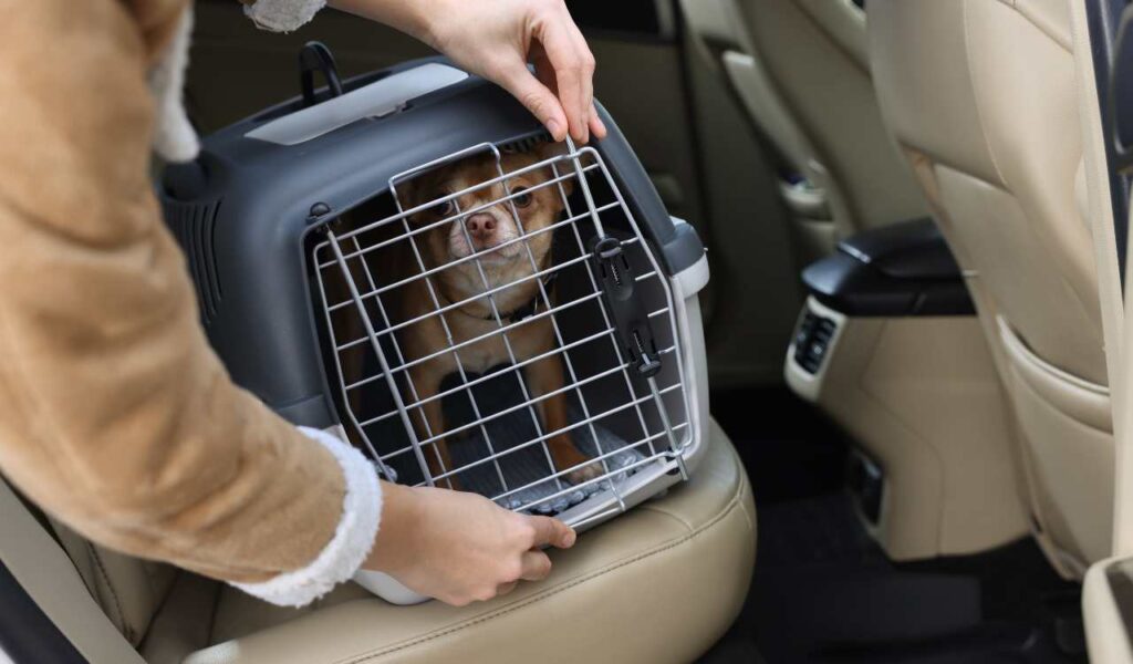 Pet Transport Services