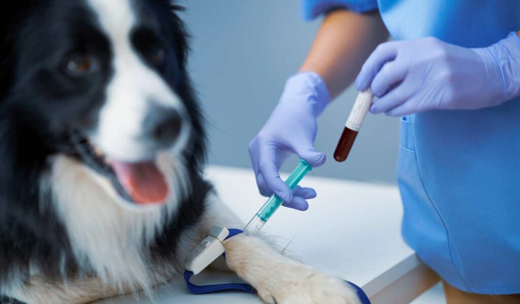 Best Pet Clinics in Kolkata Pet Neverland