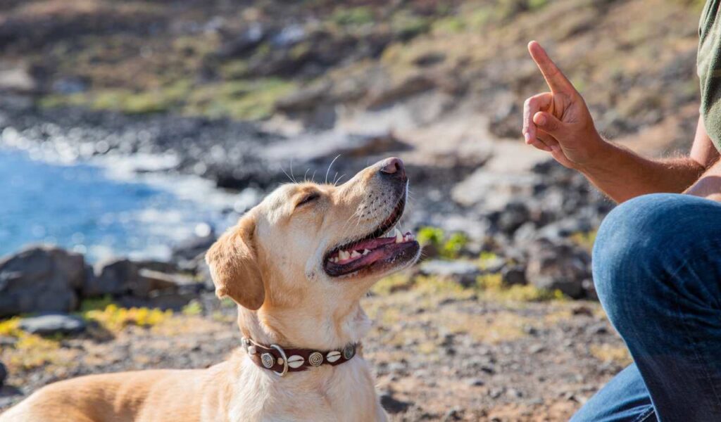 Pet Trainers in Kolkata 