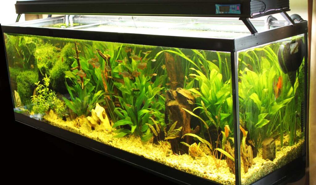 Aquarium Setup in Kolkata