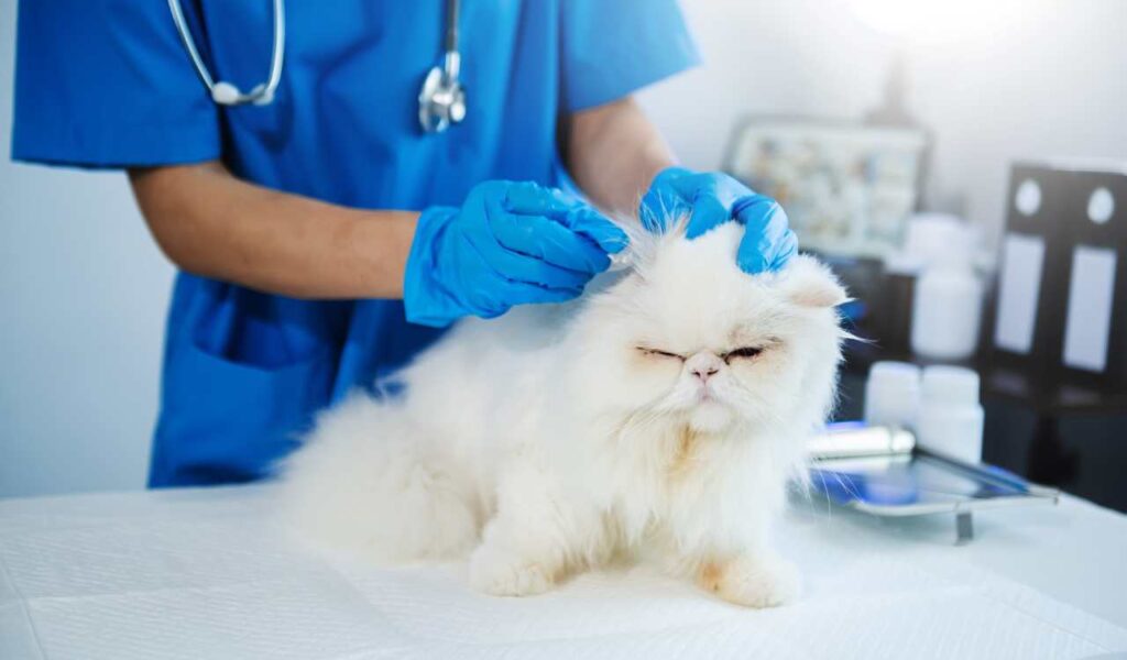 Best Pet Clinics 