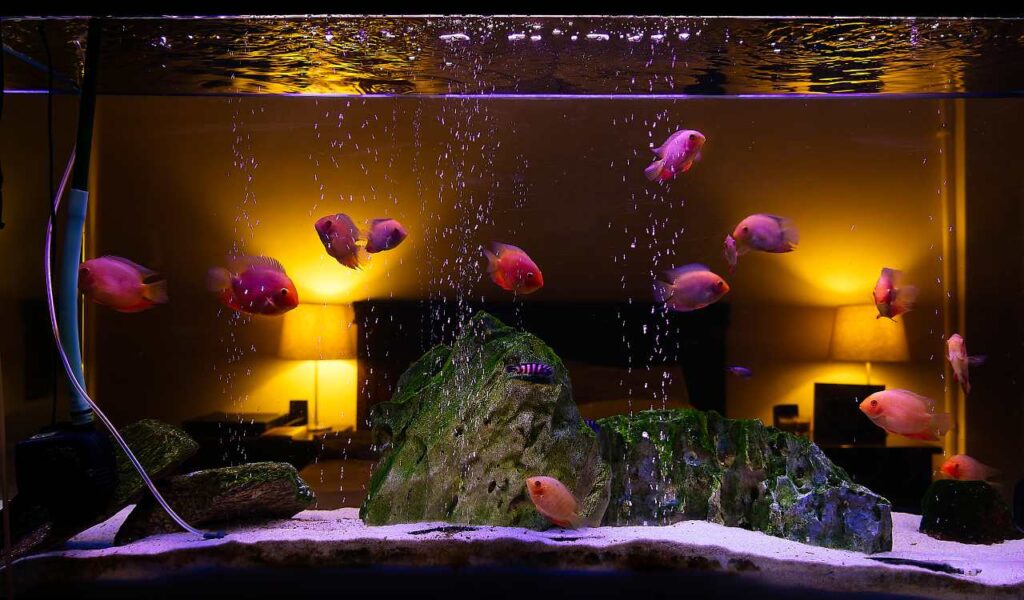 Aquarium Setup at Home in Kolkata